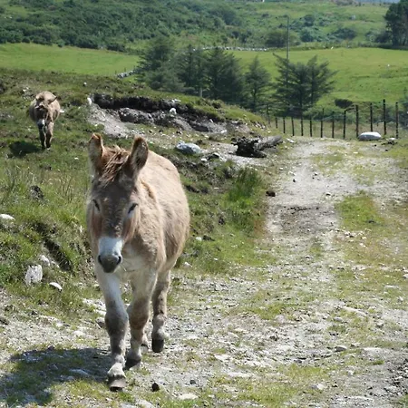 بيت ضيافة Dan O'hara