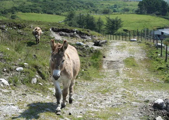 Pensionat Dan O'hara